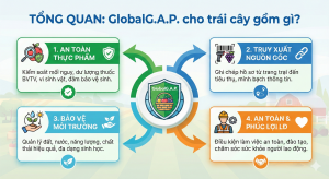 Tiêu chuẩn GLOBALG.A.P. cho trái cây: Yêu cầu & Quy trình 2026